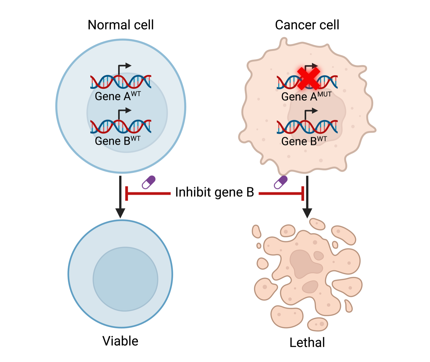Synthetic lethality: a normal cell with wild-type Gene A and B remains viable when Gene B is inhibited; a cancer cell with mutated Gene A dies when Gene B is also inhibited.